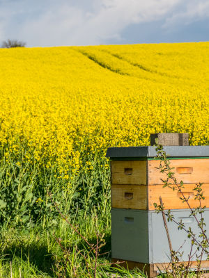 Bee hive and oil seed rape